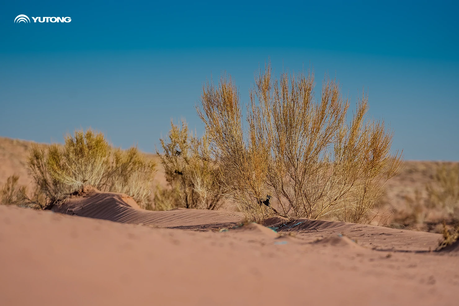 Yutong Launches 2026 Net Zero Forest Program: Bringing 44,218 Trees to Gansu in the First Phase Yutong Launches 2026 Net Zero Forest Program: Bringing 44,218 Trees to Gansu in the First Phase